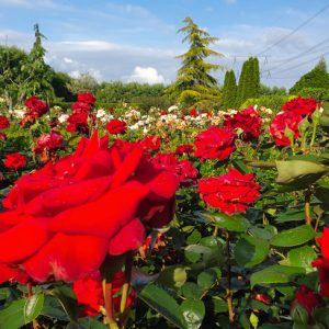 drechtsteden-hoveniers-dordrecht-011