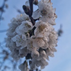 drechtsteden-hoveniers-dordrecht-127