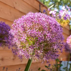 drechtsteden-hoveniers-dordrecht-164